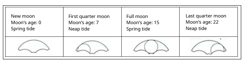 Miyota-Cal.-FS80-FS81-Watch-Movemen-fg-3