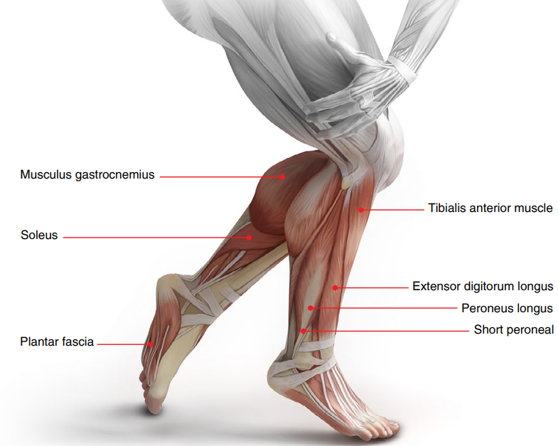 Illustration of proper arm and shoulder massage positions