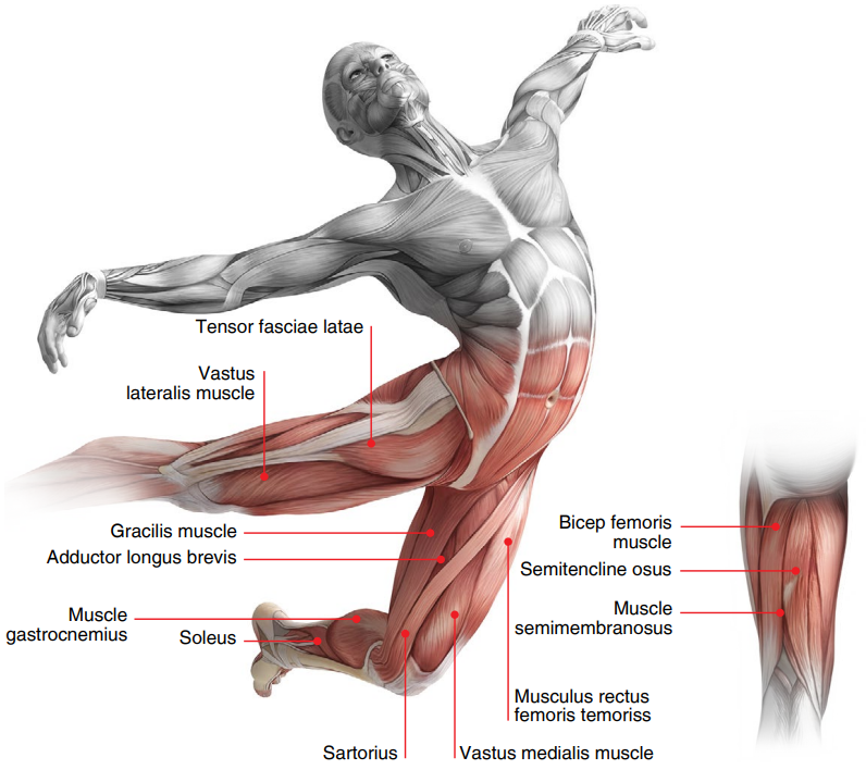 Ronix 8851 massage gun in use on forearm muscles
